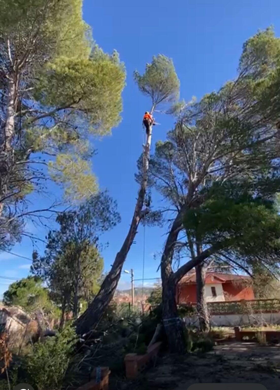 Trabajadores retirando los restos de la tala de forma ordenada.